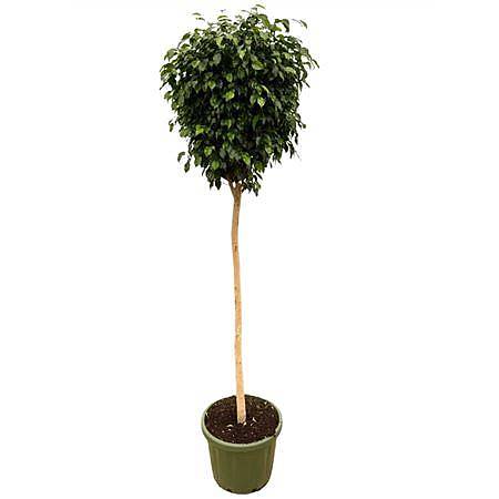 Фикус Бенжамина Даниэль штамб - Ficus Be Danielle On Stem D49 H240