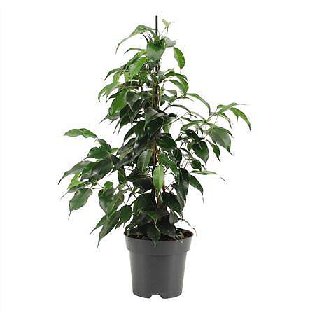 Фикус Бенджамина Даниэль - Ficus Benjamina Danielle D14 H55