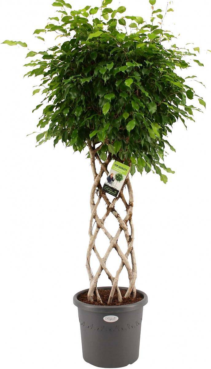 Фикус Бенджамина экзотика решетка - Ficus Be Exotica Mat D31 H140