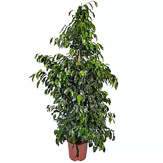 Фикус Бенджамина Даниэль - Ficus Benjamina Danielle D40 H180