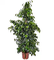 Фикус Бенджамина Даниэль - Ficus Benjamina Danielle D40 H180