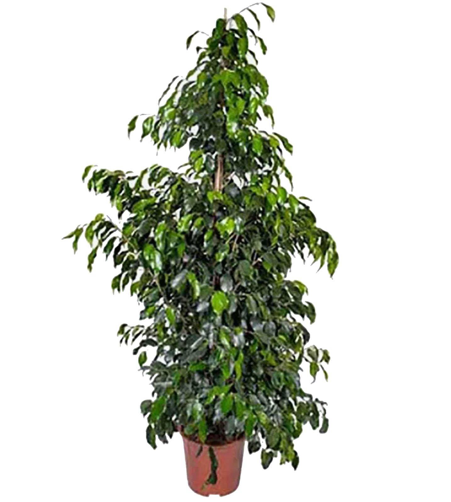 Фикус Бенджамина Даниэль - Ficus Benjamina Danielle D40 H180