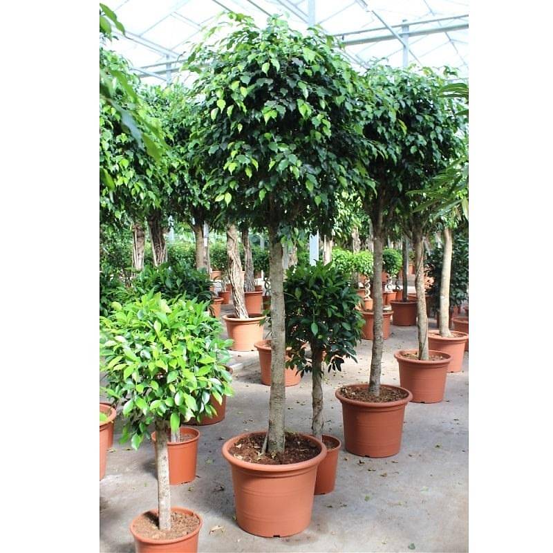 Фикус Бенджамина Даниэль штамб - Ficus Benjamina Danielle D55 H250