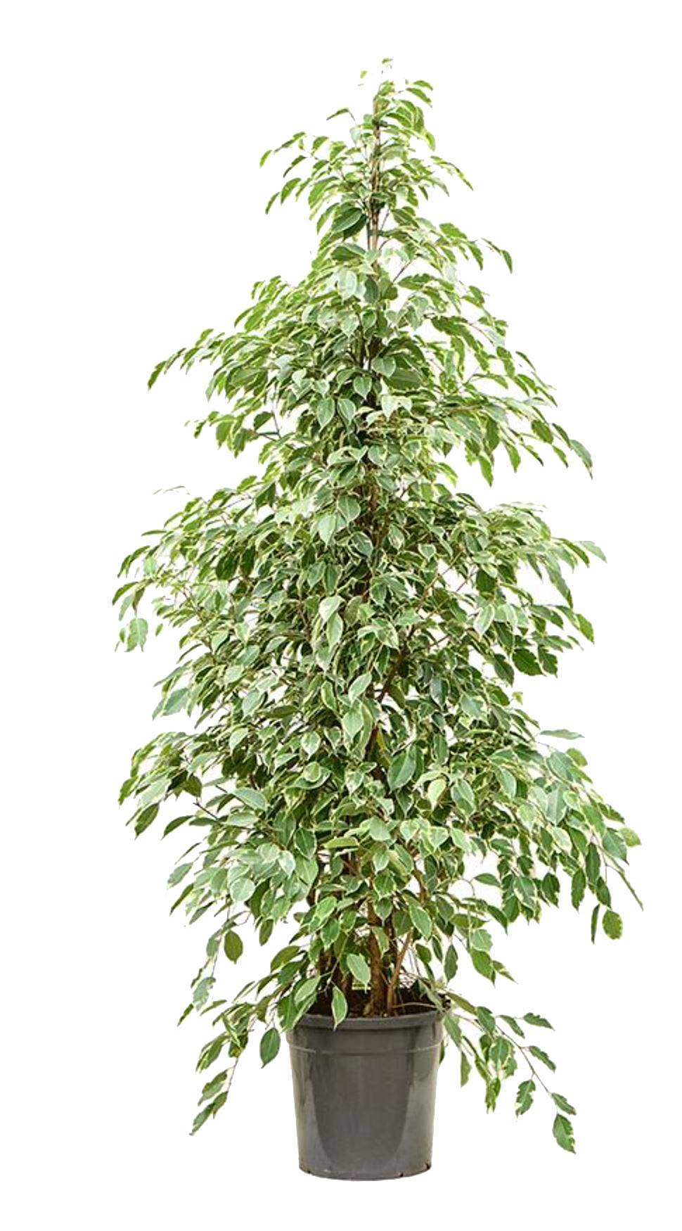 Фикус Бенджамина Голден Кинг - Ficus benjamina Golden King D40 H180