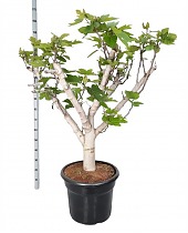Инжир - Ficus carica D50 H170