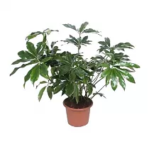 Филодендрон Грин Вондер - Philodendron Green Wonder D45 H130