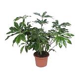 Филодендрон Грин Вондер - Philodendron Green Wonder D45 H130