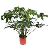 Филодендрон Грин Вондер - Philodendron Green Wonder D34 H130