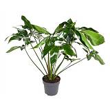 Филодендрон Грин Вондер - Philodendron Green Wonder D24 H90