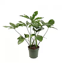Филодендрон Грин Вондер - Philodendron Green Wonder D21 H80