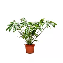 Филодендрон Грин Вондер - Philodendron Green Wonder D40 H130