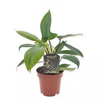 Филодендрон Флорида Грин - Philodendron Florida Green D12 H25