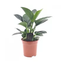 Филодендрон зеленая принцесса - Philodendron Green Princess D17 H50