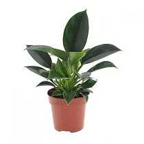 Филодендрон зеленая принцесса - Philodendron Green Princess D12 H25