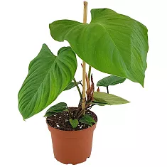 Филодендрон Фаззи Петиоле - Philodendron Fuzzy Petiole D15 H35