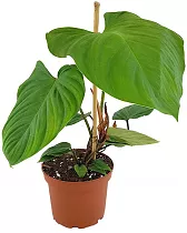 Филодендрон Фаззи Петиоле - Philodendron Fuzzy Petiole D15 H35
