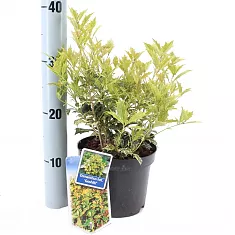 Османтус разнолистный Гошики - Osmanthus heterophyllus Goshiki D17 H35