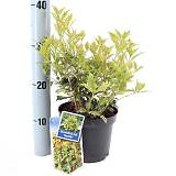 Османтус разнолистный Гошики - Osmanthus heterophyllus Goshiki D17 H35