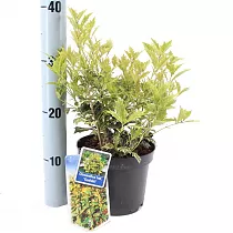 Османтус разнолистный Гошики - Osmanthus heterophyllus Goshiki D17 H35