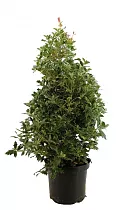 Османтус разнолистный Триколор - Osmanthus heteroph. 'Tricolor' D25 H100