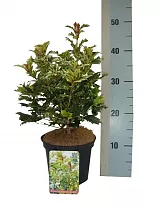 Османтус разнолистный Гошики - Osmanthus heterophyllus Goshiki D17 H35