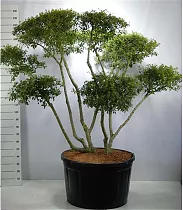 Османтус гибридный Бурквуда - Osmanthus Burkwoodii H97 D200