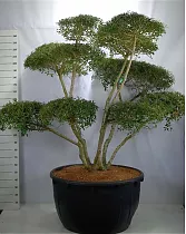Османтус гибридный Бурквуда - Osmanthus Burkwoodii H110 D230