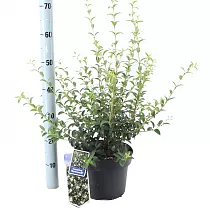 Османтус гибридный Бурквуда - Osmanthus Burkwoodii H23 D65