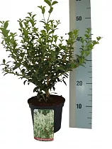 Османтус гибридный Бурквуда - Osmanthus Burkwoodii H17 D60