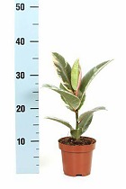 Фикус эластичный или каучуконосный Тинеке - Ficus Tineke D14 H35
