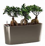 Бонсай Фикус Микрокарпа 3 штуки + Lechuza DELTA 20