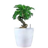 Бонсай Араукария + Lechuza CLASSICO 35