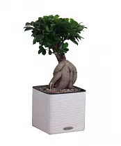 Бонсай Фикус Микрокарпа + Lechuza CUBE Color 17