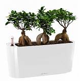 Бонсай Фикус Микрокарпа 3 штуки + Lechuza DELTA 20