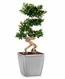 Бонсай Фикус Микрокарпа + Lechuza QUADRO LS 43