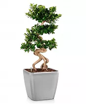 Бонсай Фикус Микрокарпа + Lechuza QUADRO LS 43