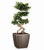 Бонсай фикус Микрокарпа + Lechuza QUADRO LS 50