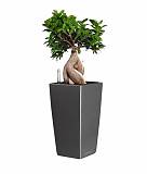 Бонсай Фикус Микрокарпа + Lechuza CUBICO 22