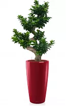 Бонсай Фикус Микрокарпа + Lechuza RONDO 40