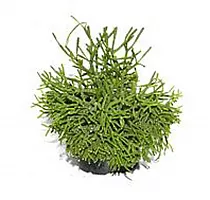 Хатиора саликорниевидная - Hatiora salicornioides D14 H20