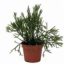 Хатиора саликорниевидная - Hatiora salicornioides D10 H15