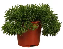 Хатиора бамбуковая - Hatiora bambusoides D15 H25