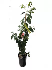 Земляничная гуава - Psidium cattleyanum D18 H110