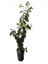 Земляничная гуава - Psidium cattleyanum D18 H110