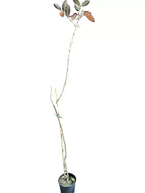 Гуава Кеттли — Psidium guajava D18 H100