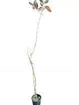 Гуава Кеттли — Psidium guajava D18 H100