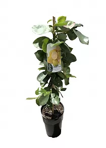 Земляничная гуава - Psidium cattleyanum D18 H90