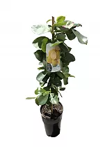 Земляничная гуава - Psidium cattleyanum D18 H90