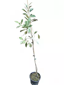 Земляничная гуава -  Psidium cattleyanum D18 H100