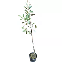 Земляничная гуава -  Psidium cattleyanum D18 H100